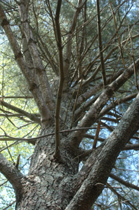 White pine branches on trunk